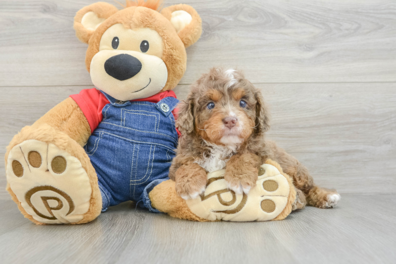 Meet Garth - our Cavapoo Puppy Photo 3/3 - Florida Fur Babies