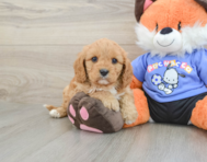 8 week old Cavapoo Puppy For Sale - Florida Fur Babies