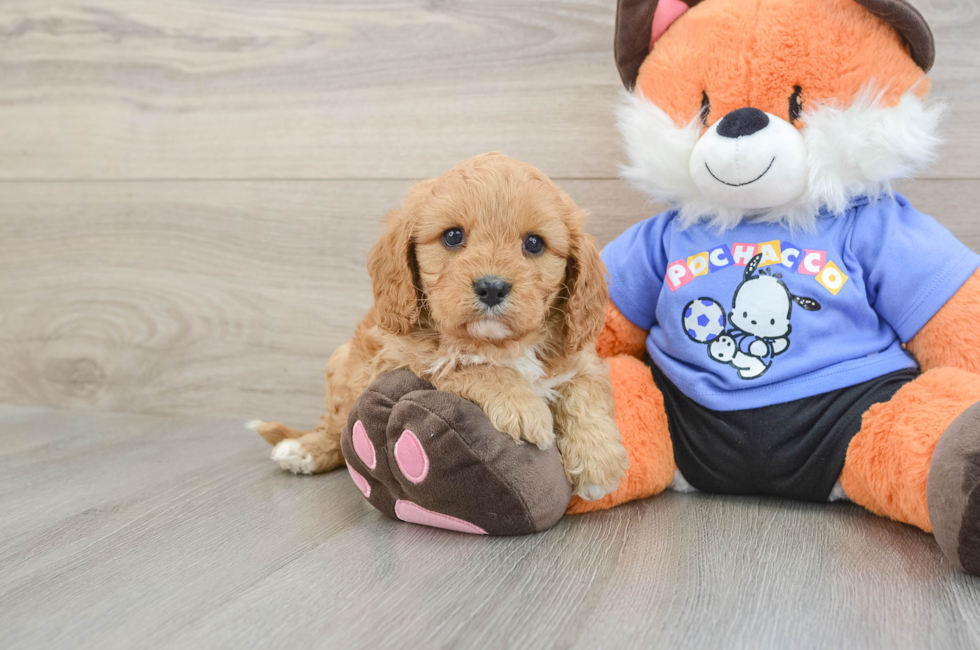 6 week old Cavapoo Puppy For Sale - Florida Fur Babies
