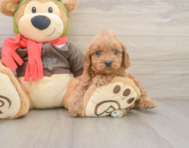 7 week old Cavapoo Puppy For Sale - Florida Fur Babies