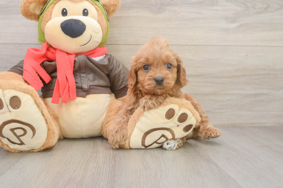 5 week old Cavapoo Puppy For Sale - Florida Fur Babies