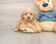 9 week old Cavapoo Puppy For Sale - Florida Fur Babies