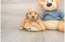 Fluffy Cavapoo Poodle Mix Pup