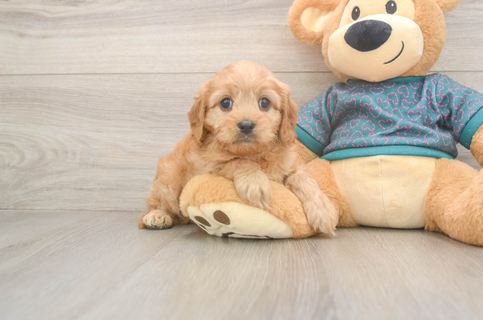 9 week old Cavapoo Puppy For Sale - Florida Fur Babies