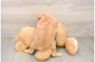 Petite Cavapoo Poodle Mix Pup