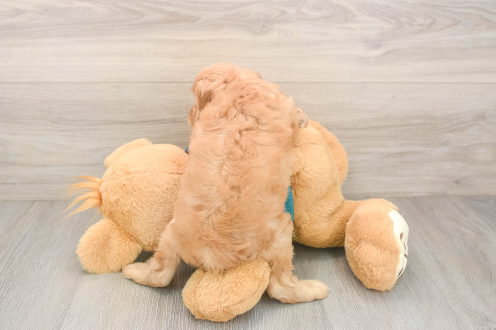 Petite Cavapoo Poodle Mix Pup