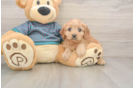 Hypoallergenic Cavadoodle Poodle Mix Puppy