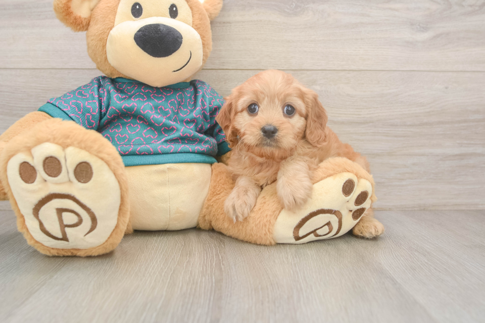 Hypoallergenic Cavadoodle Poodle Mix Puppy