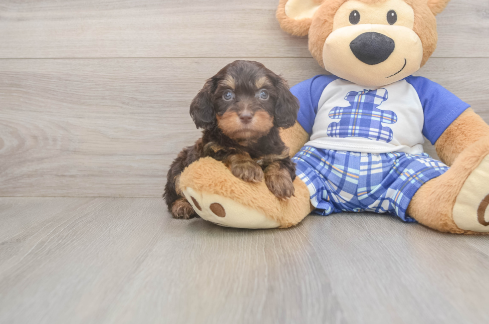 5 week old Cavapoo Puppy For Sale - Florida Fur Babies