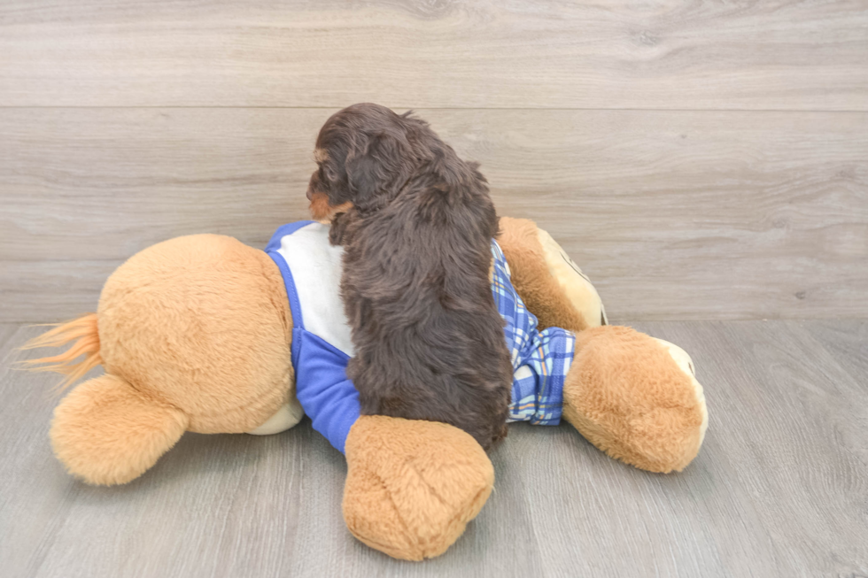 Cavapoo Puppy for Adoption