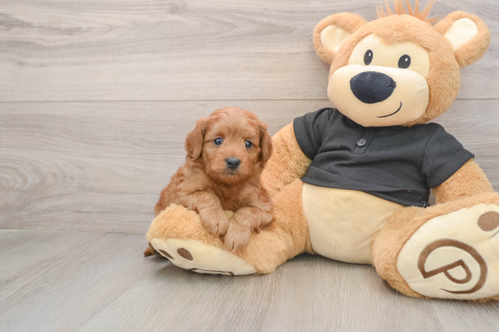Energetic Cavoodle Poodle Mix Puppy