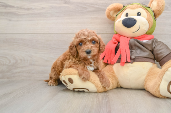 Fluffy Cavapoo Poodle Mix Pup