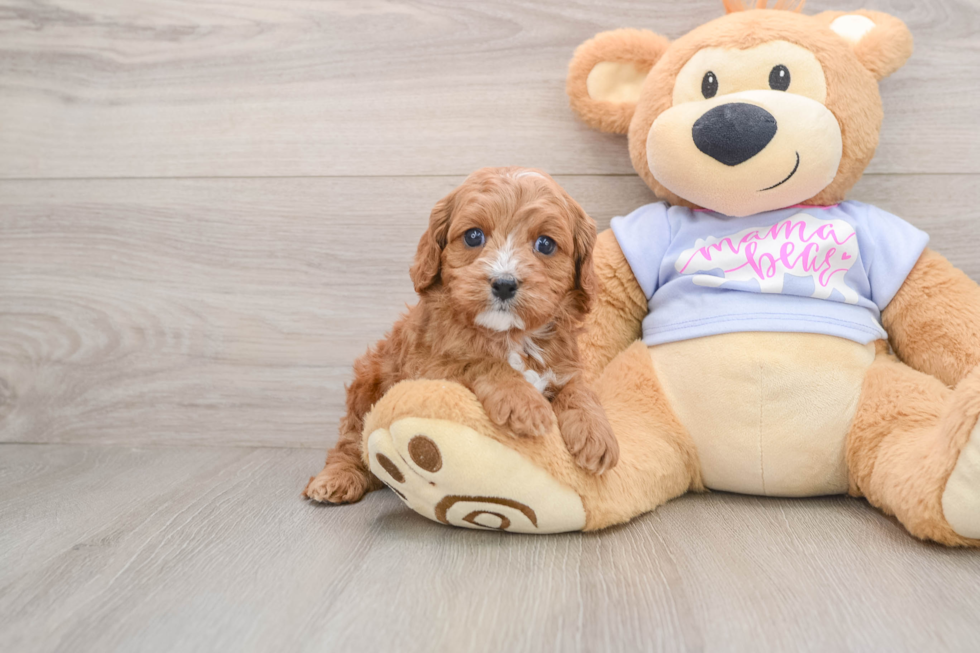 Cavapoo Pup Being Cute