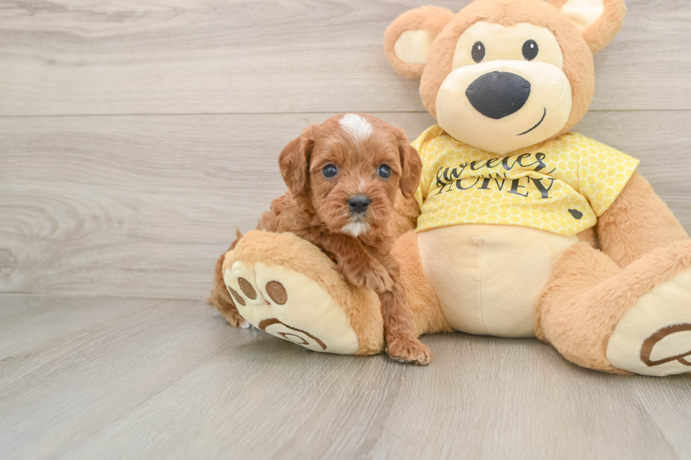 Cavapoo Puppy for Adoption