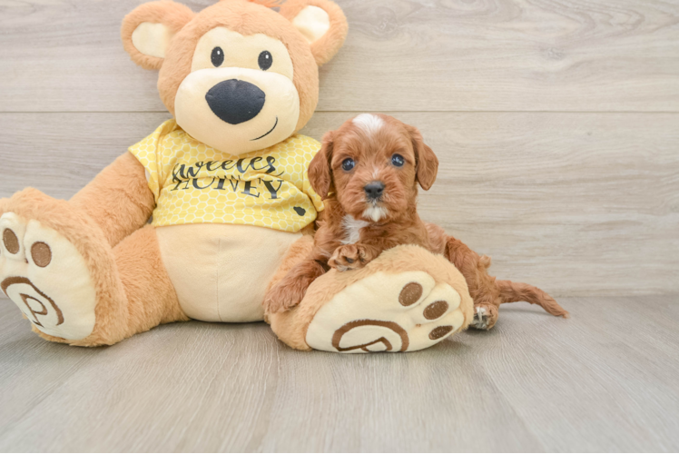 Cavapoo Puppy for Adoption