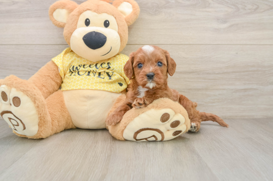 Cavapoo Puppy for Adoption