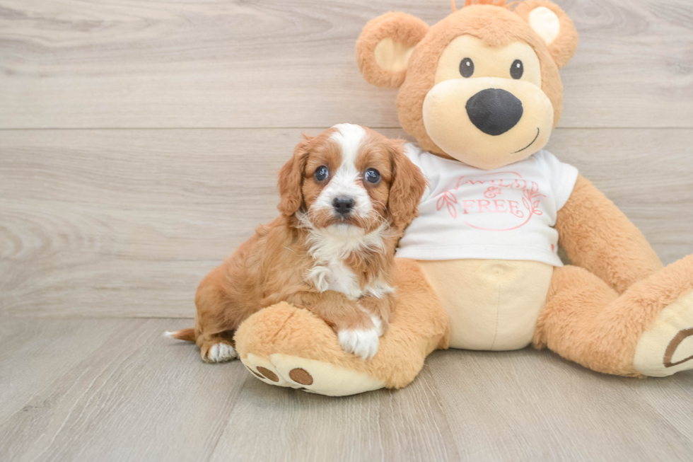Cavapoo Pup Being Cute