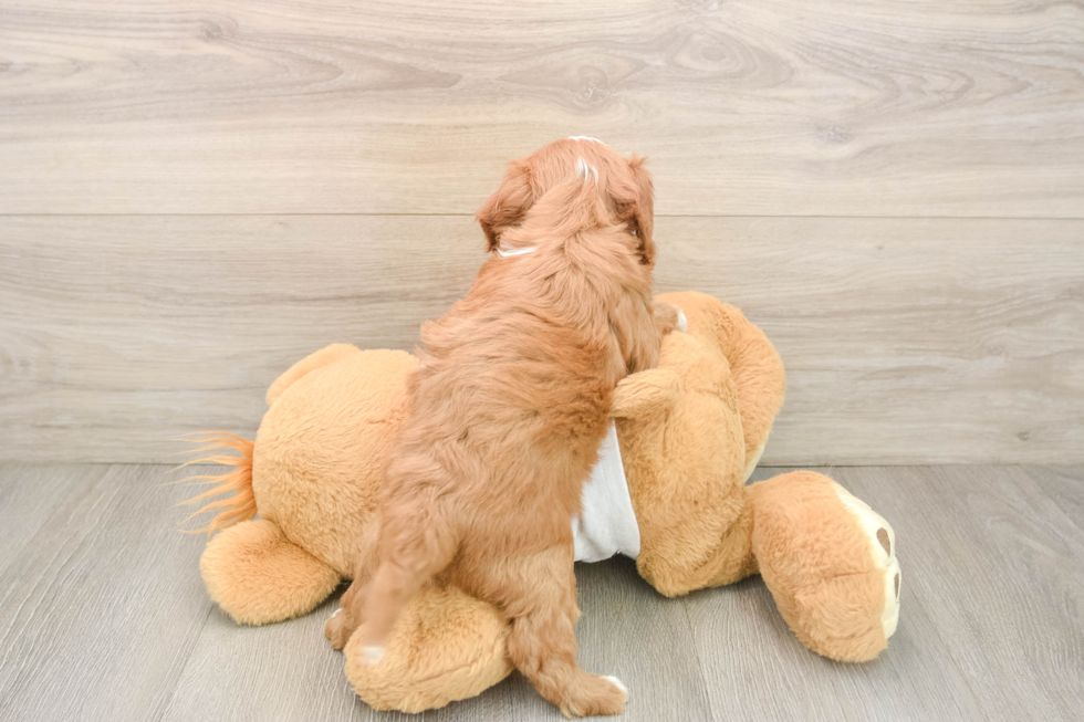 Cavapoo Puppy for Adoption