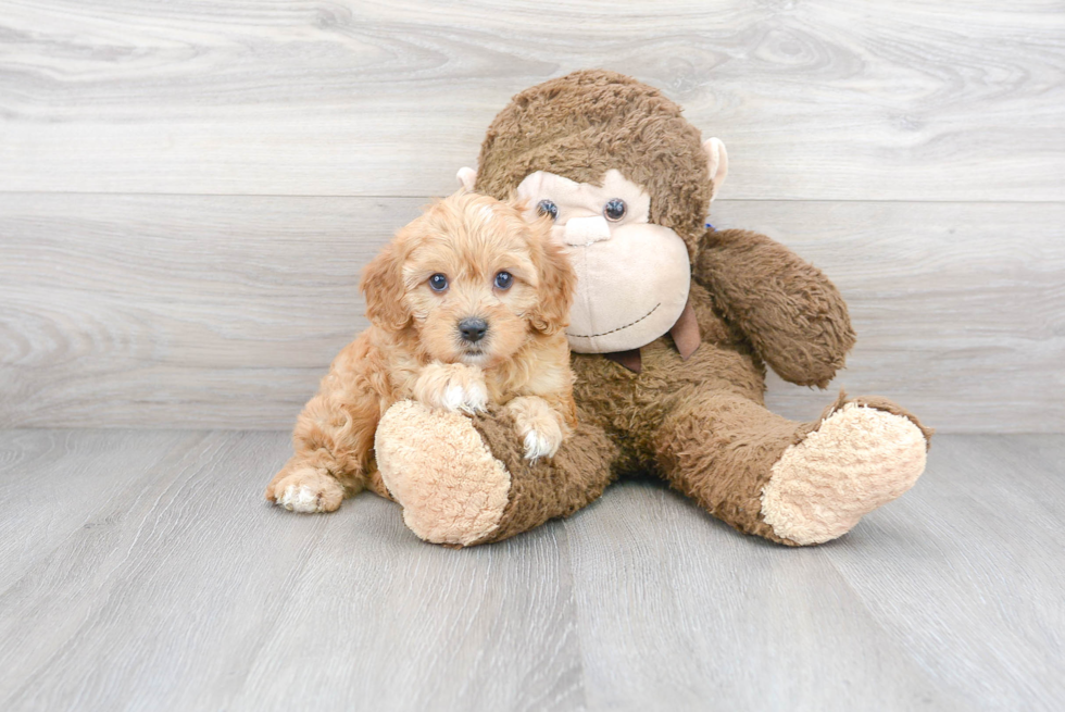 Cute Cavapoo Poodle Mix Pup