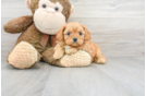 Meet Garth - our Cavapoo Puppy Photo 2/3 - Florida Fur Babies
