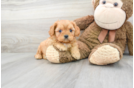 Meet Garth - our Cavapoo Puppy Photo 1/3 - Florida Fur Babies