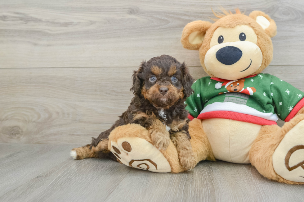 5 week old Cavapoo Puppy For Sale - Florida Fur Babies