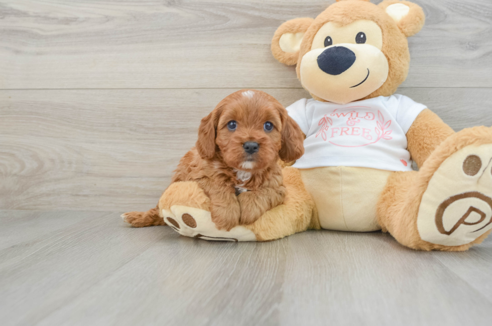 5 week old Cavapoo Puppy For Sale - Florida Fur Babies