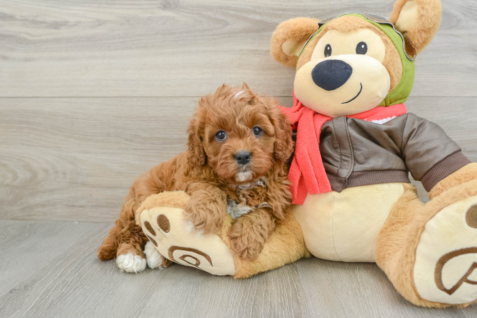 Cavapoo Puppy for Adoption