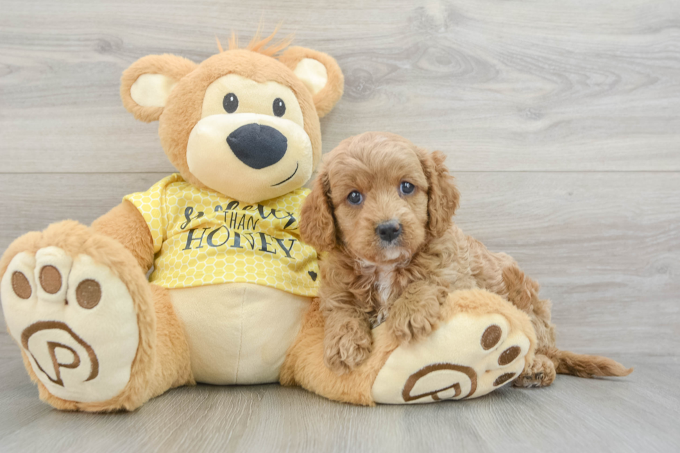 Popular Cavapoo Poodle Mix Pup