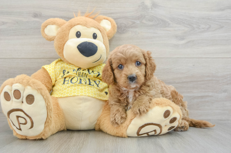 5 week old Cavapoo Puppy For Sale - Florida Fur Babies