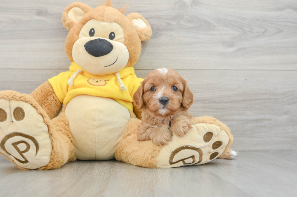 6 week old Cavapoo Puppy For Sale - Florida Fur Babies