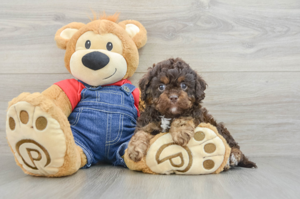 5 week old Cavapoo Puppy For Sale - Florida Fur Babies