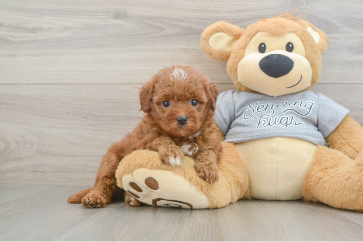 Friendly Cavapoo Baby