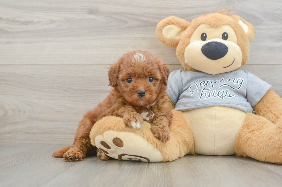 5 week old Cavapoo Puppy For Sale - Florida Fur Babies