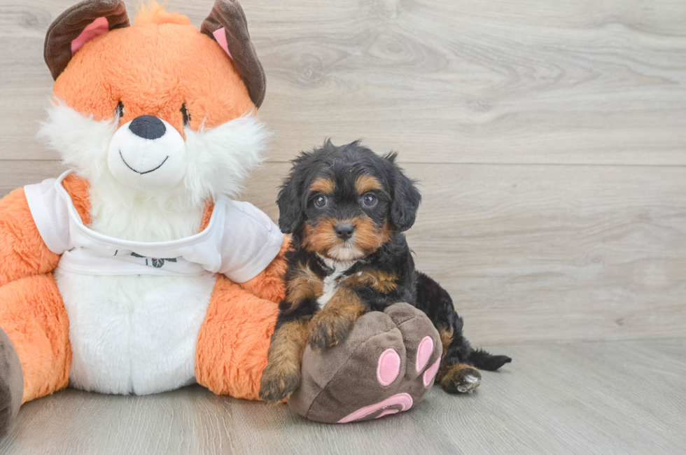 5 week old Cavapoo Puppy For Sale - Florida Fur Babies