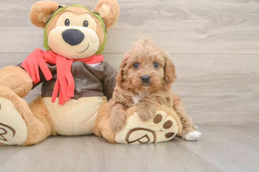 5 week old Cavapoo Puppy For Sale - Florida Fur Babies