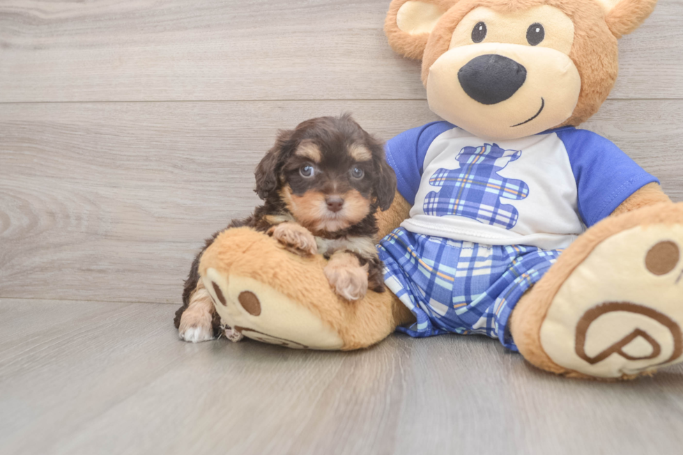 Cavapoo Pup Being Cute