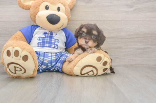 5 week old Cavapoo Puppy For Sale - Florida Fur Babies Best Cavapoo Baby
