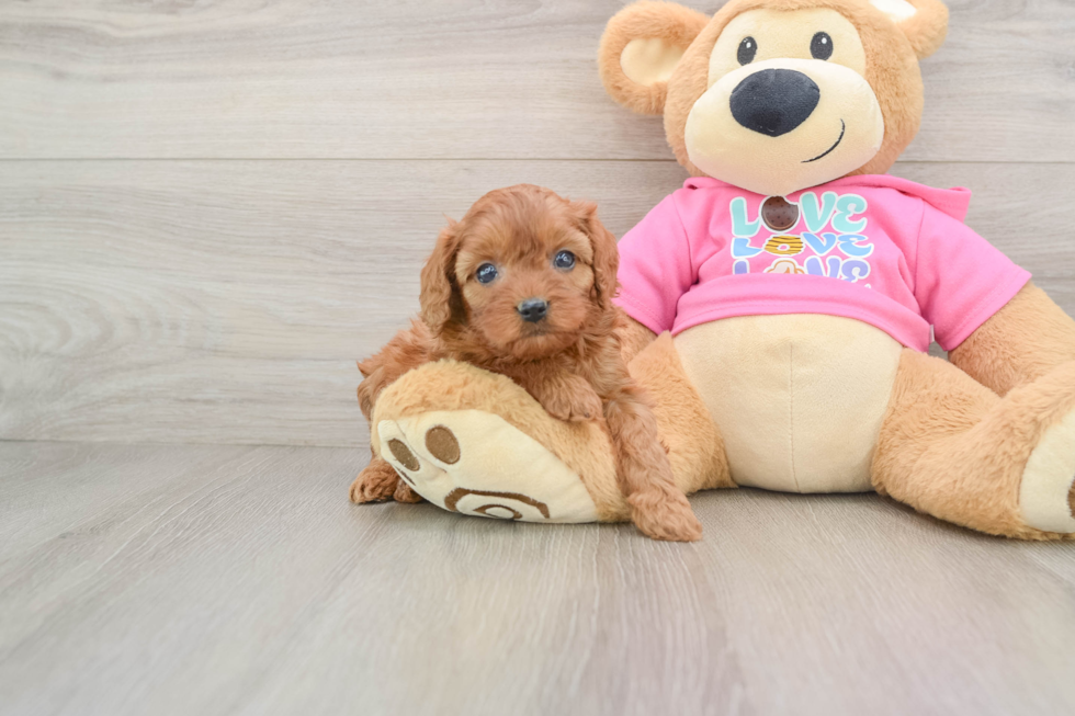 Little Cavipoo Poodle Mix Puppy