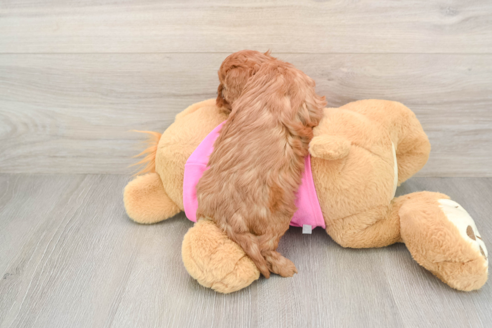 Little Cavipoo Poodle Mix Puppy