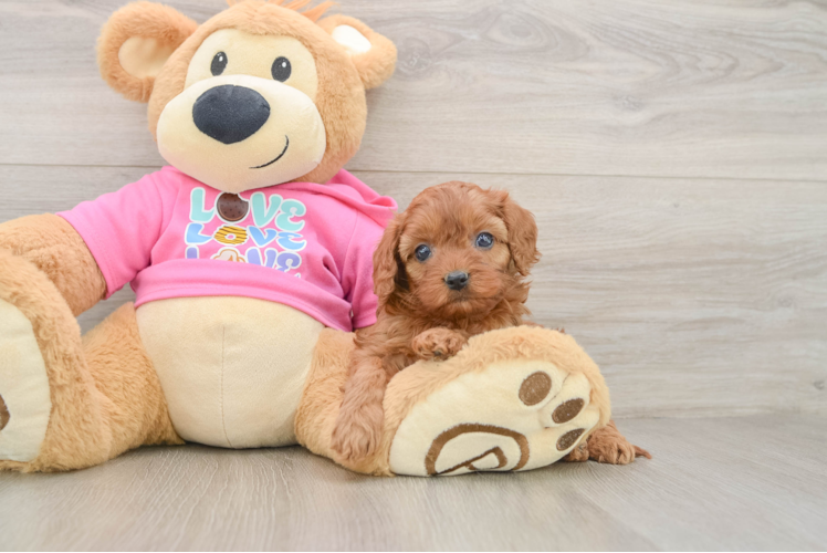 Smart Cavapoo Poodle Mix Pup
