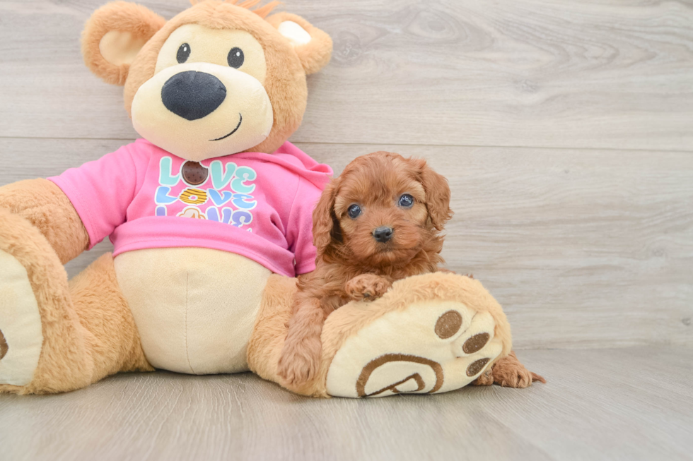 Smart Cavapoo Poodle Mix Pup