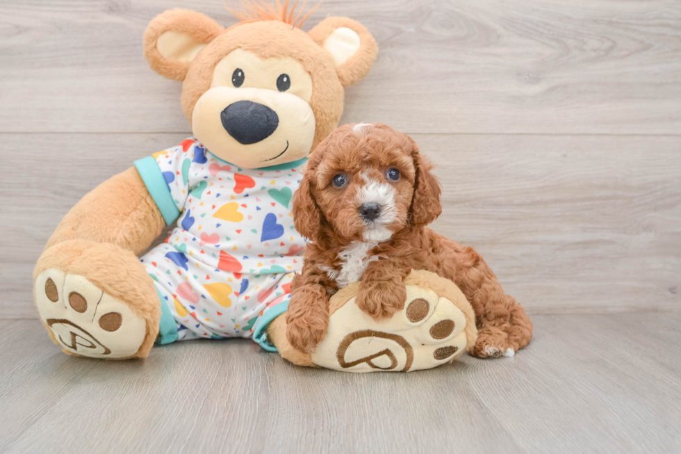 Popular Cavapoo Poodle Mix Pup