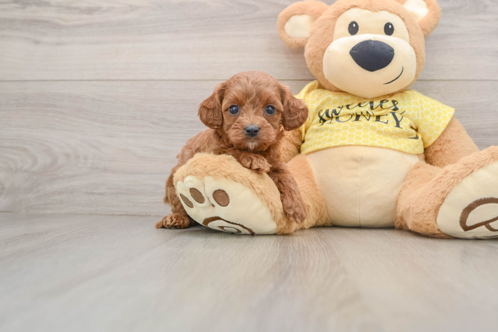 Petite Cavapoo Poodle Mix Pup