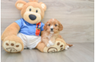Hypoallergenic Cavadoodle Poodle Mix Puppy