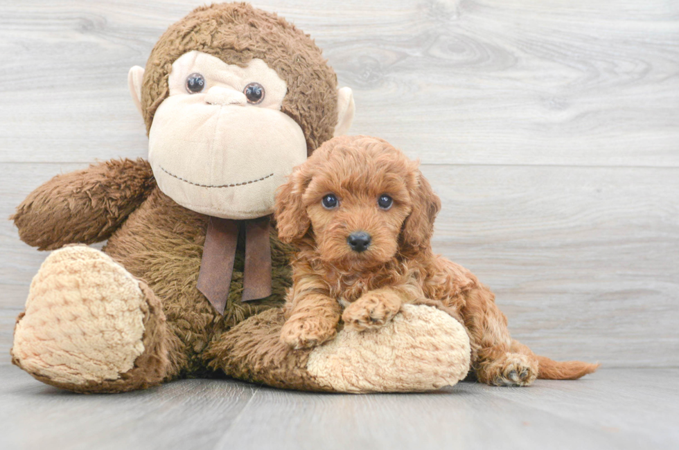 5 week old Cavapoo Puppy For Sale - Florida Fur Babies