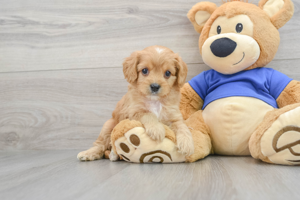 Popular Cavapoo Poodle Mix Pup