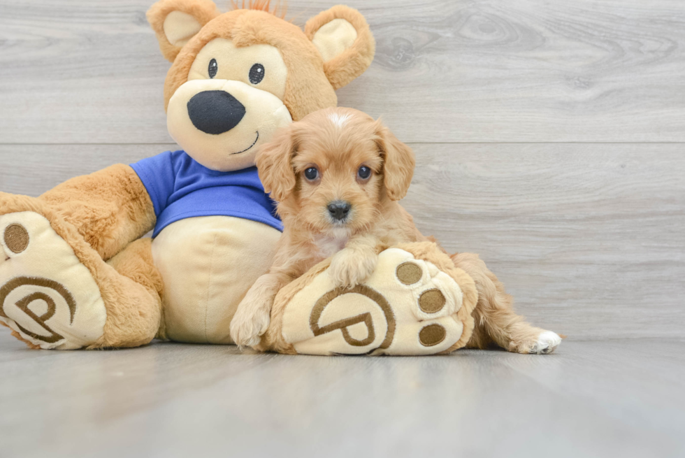 Energetic Cavoodle Poodle Mix Puppy