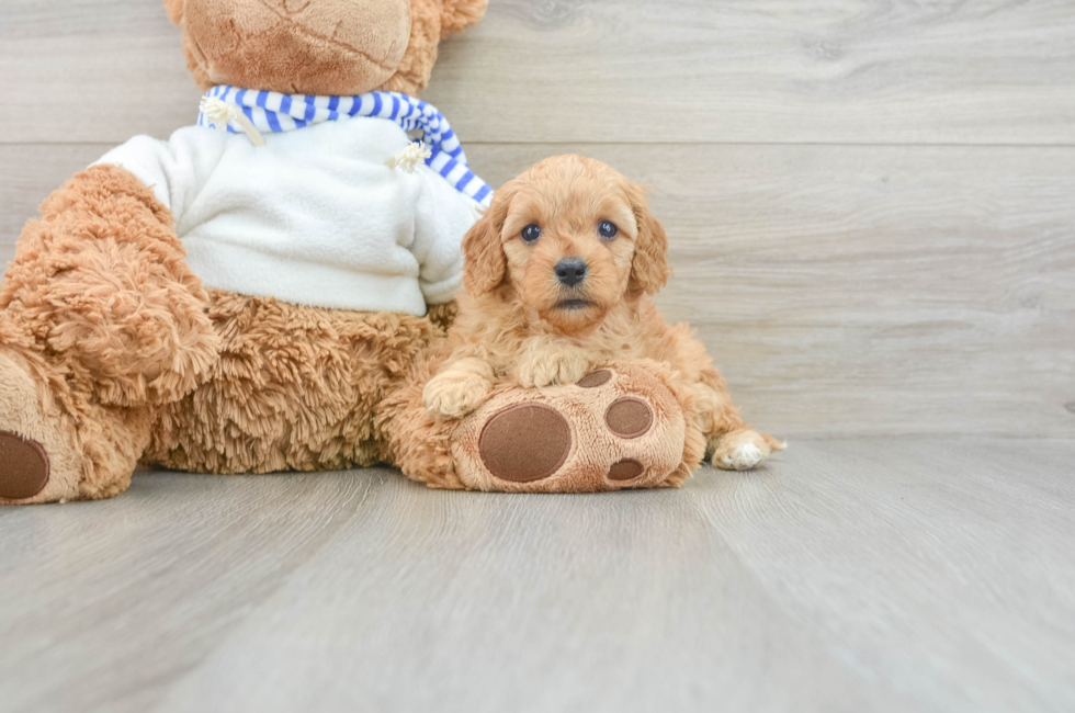 7 week old Cavapoo Puppy For Sale - Florida Fur Babies