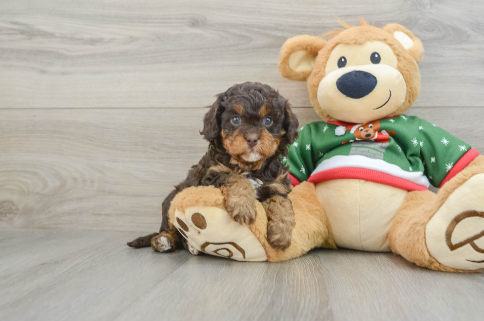 5 week old Cavapoo Puppy For Sale - Florida Fur Babies